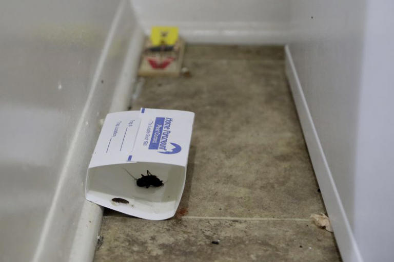 ‘Extremely cruel and painful’: California city bans use, sale of glue traps