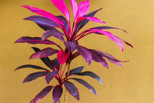 47 Stunning Plants With Red And Green Leaves We Love