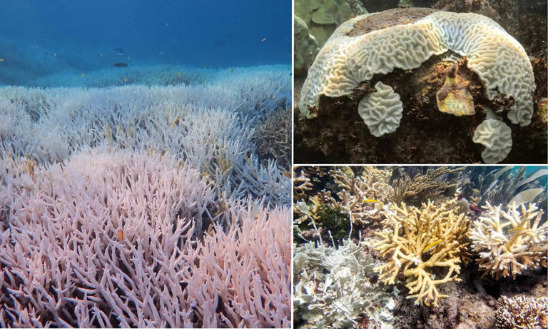 Great Barrier Reef 'in grave danger' as world could see worst bleaching ...