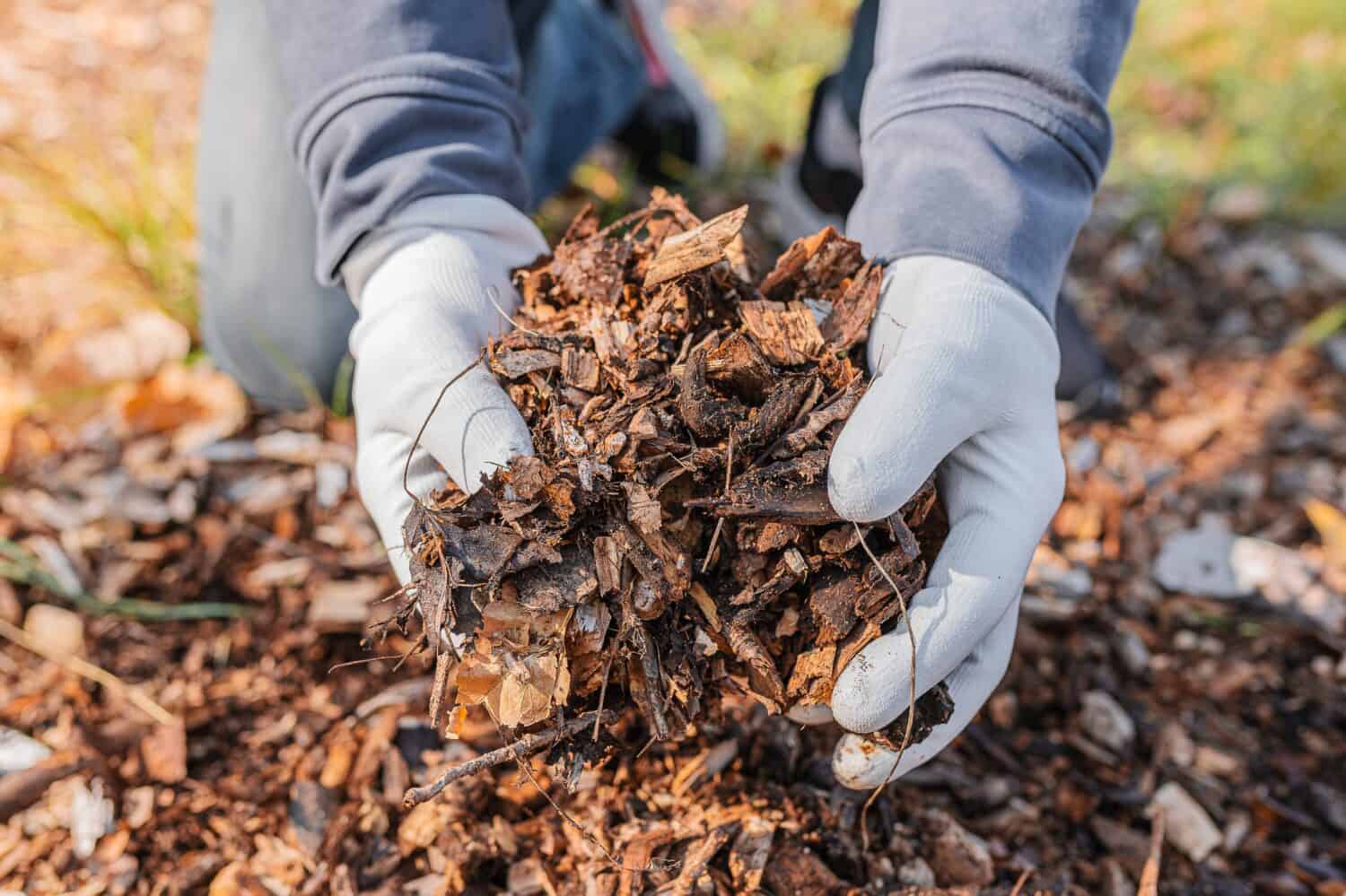 Mulch vs Wood Chips 5 Key Differences and Which Is Best for Your Yard?