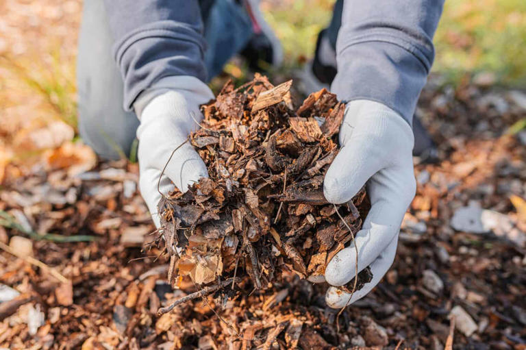 Mulch vs Wood Chips 5 Key Differences and Which Is Best for Your Yard?