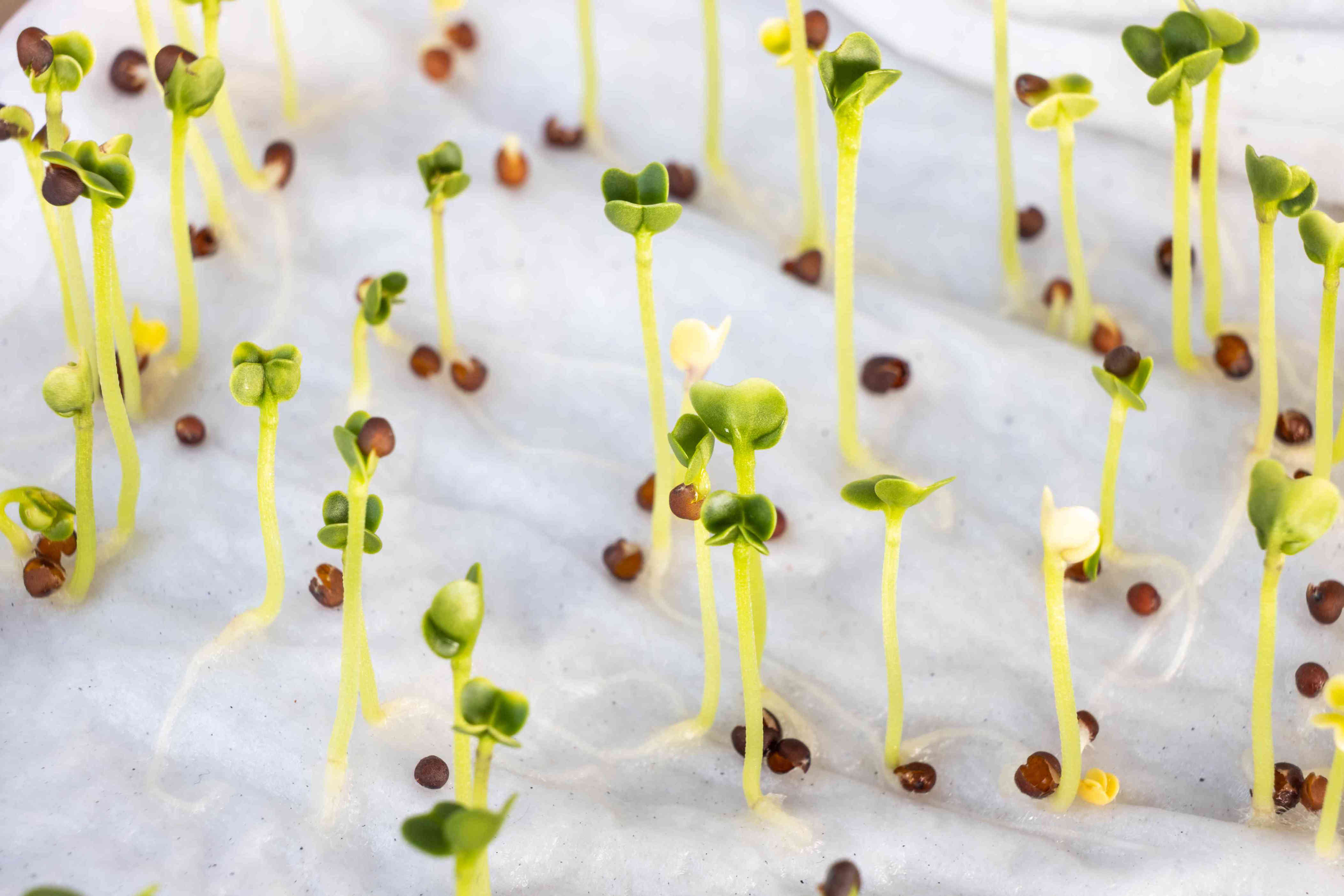 How to Germinate Seeds All the Basics of Seed Starting Indoors
