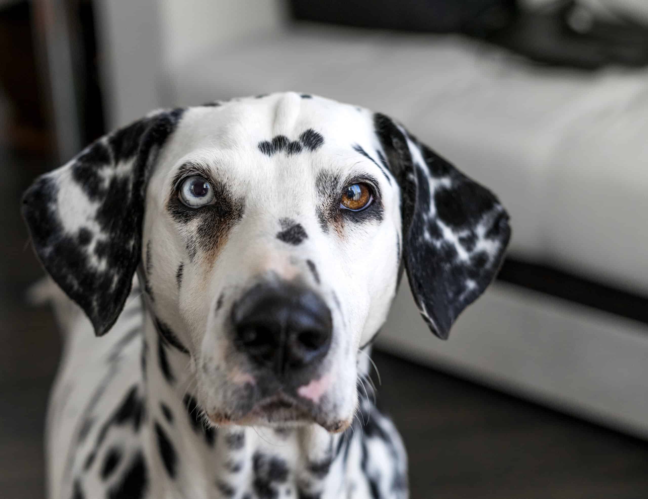 The Rarest and Most Common Animal Eye Colors
