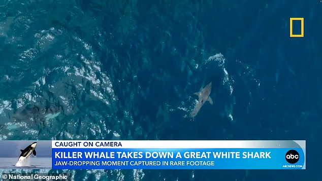 Astonishing Moment Orca Kills Great White Shark After Slamming Into It ...