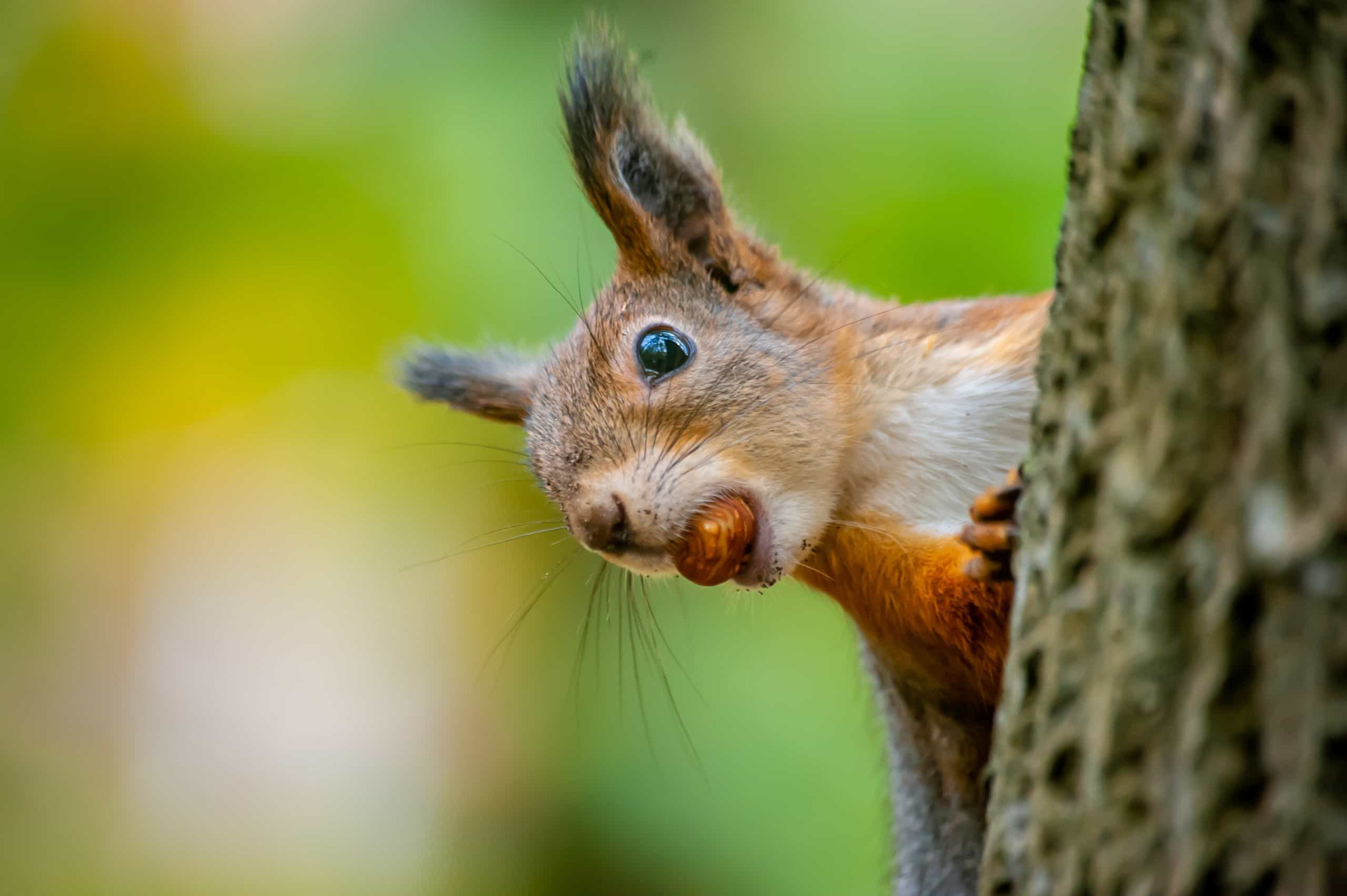 Feelin’ squirrely: Nutty facts about these adorable creatures