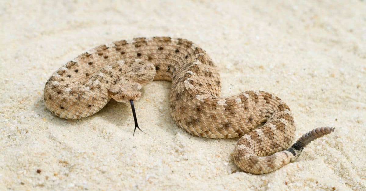 See the Largest Sidewinder Rattlesnake Ever