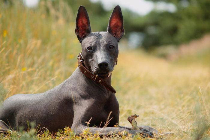 12 Dog Breeds You’ve Probably Been Mispronouncing All Along