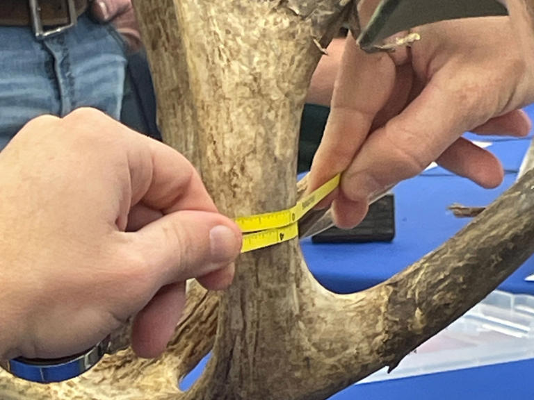 antler-scoring-provides-good-information-about-the-south-carolina-deer