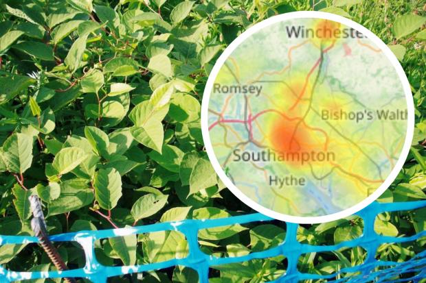 Map Reveals The Hampshire Japanese Knotweed Hotspots You Need To Be ...