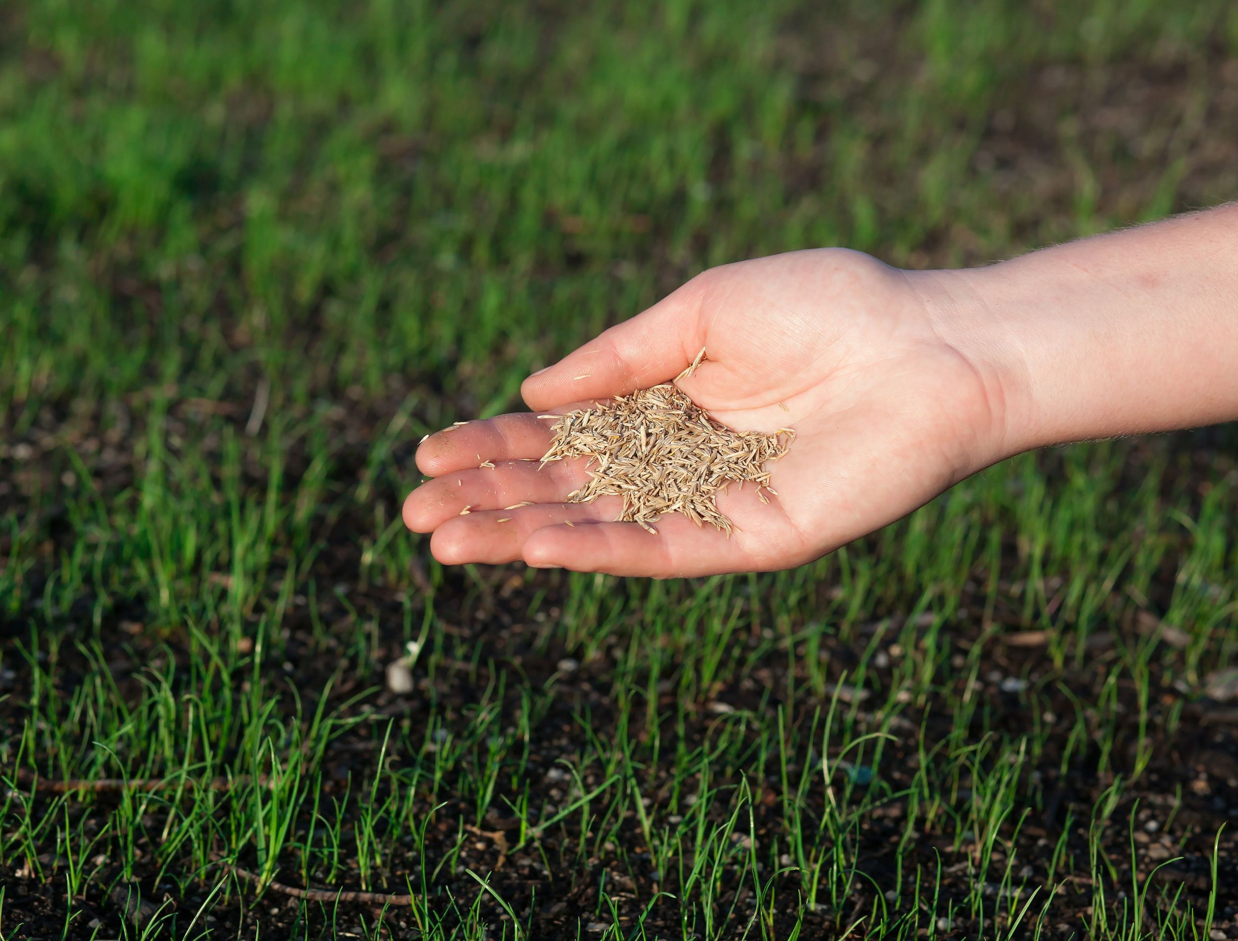 March into Green Essential Steps for Planting Grass Seeds