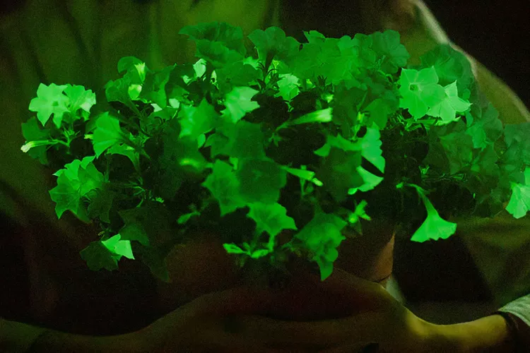 Glow-In-the-Dark Flowers Are a Thing: Meet the Firefly Petunia