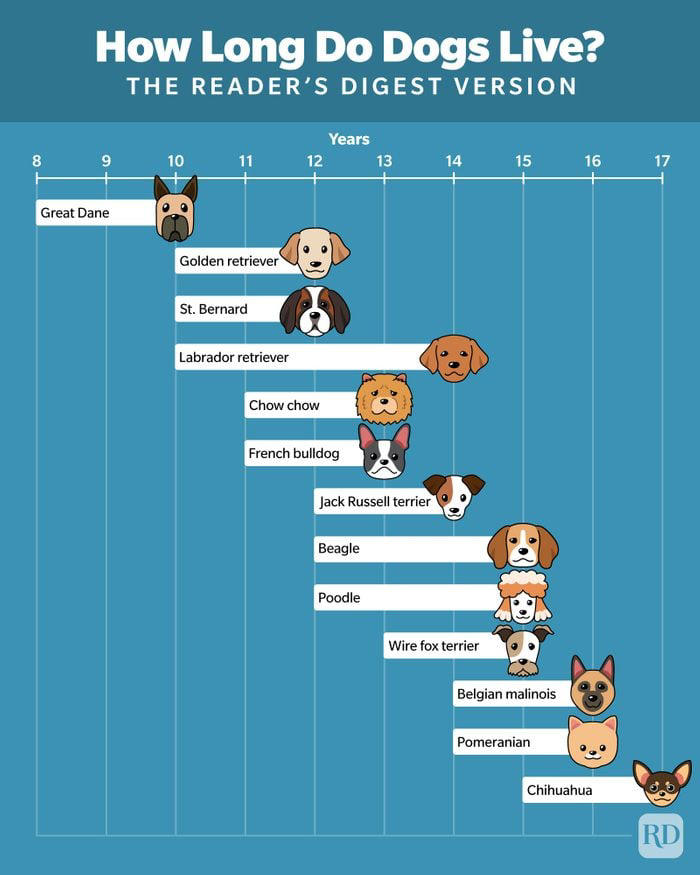 How Long Do Dogs Live—and How Can You Help Your Dog Live Longer?