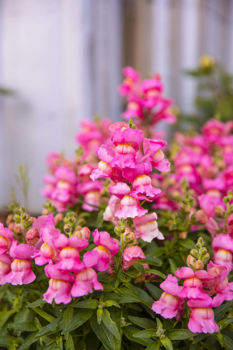 This Whimsical Country Garden In Victoria Is A Blooming Beauty