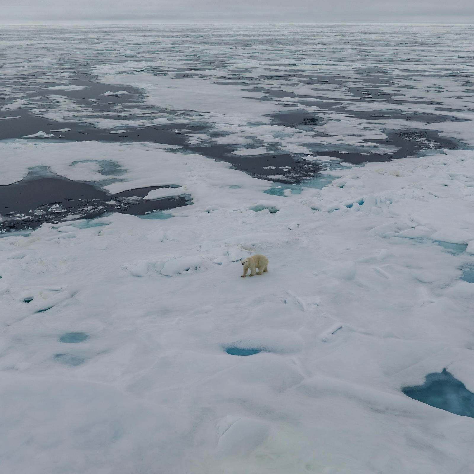 Could The Arctic Be Ice-free Within A Decade? What The Latest Science Says