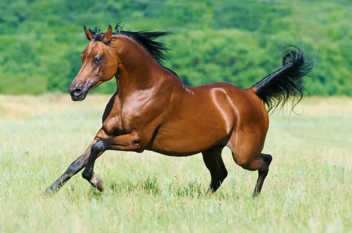 Top 30 Horse Breeds In North America