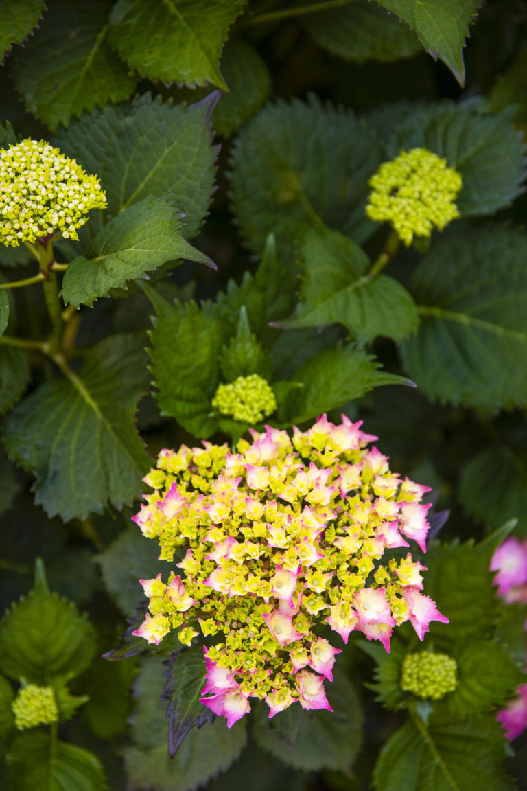 This Whimsical Country Garden In Victoria Is A Blooming Beauty