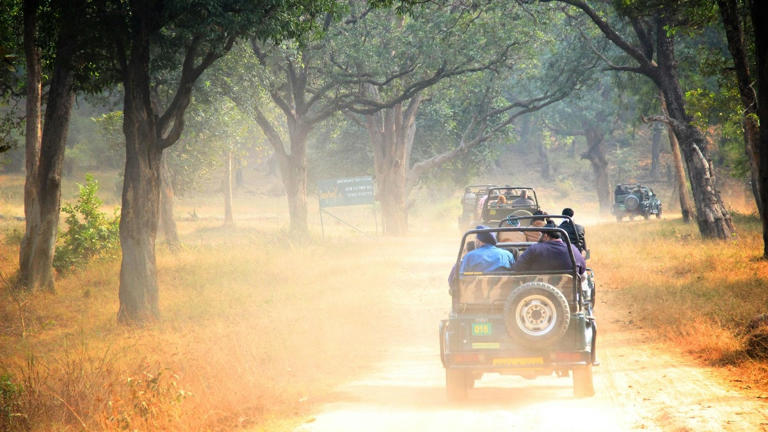 9 best jungle safaris in India