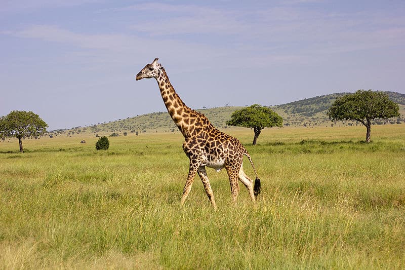 <p>Largest among the giraffe species, the Masai giraffe has irregular, jagged spots on their skin. Their long tongue has a dark pigment, which acts as a natural sunblock. Their neck, which forms one-third of their total body height, has seven vertebrae. Being prone to habitat loss and poaching, they have been listed as endangered. </p>
