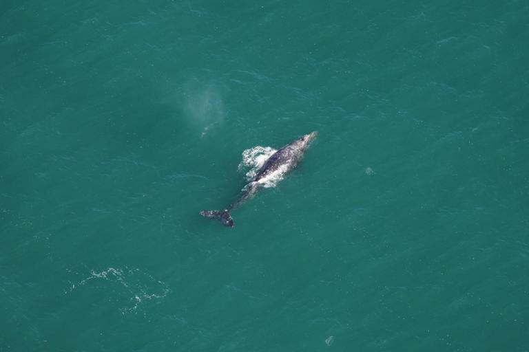 Rare gray whale, extinct in the Atlantic for 200 years, spotted off