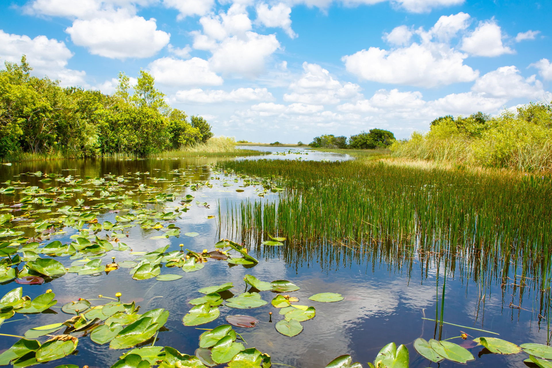 <p>Cette réserve de marécages de plus de 6 000 km² en Floride est menacée par les inondations, les espèces envahissantes et l'urbanisation, ce qui en fait le parc le plus menacé du pays.</p><p><a href="https://www.msn.com/fr-fr/community/channel/vid-7xx8mnucu55yw63we9va2gwr7uihbxwc68fxqp25x6tg4ftibpra?cvid=94631541bc0f4f89bfd59158d696ad7e">Suivez-nous et accédez tous les jours à du contenu exclusif</a></p>