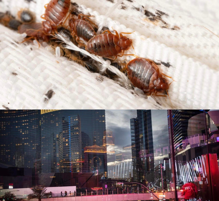 How to check for bedbugs: Signs to look for in your room, plus what a ...