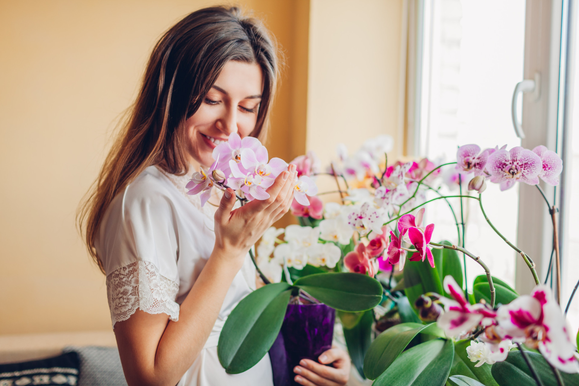 30 Plantas Que Atraerán La Buena Suerte Y La Fortuna A Tu Hogar