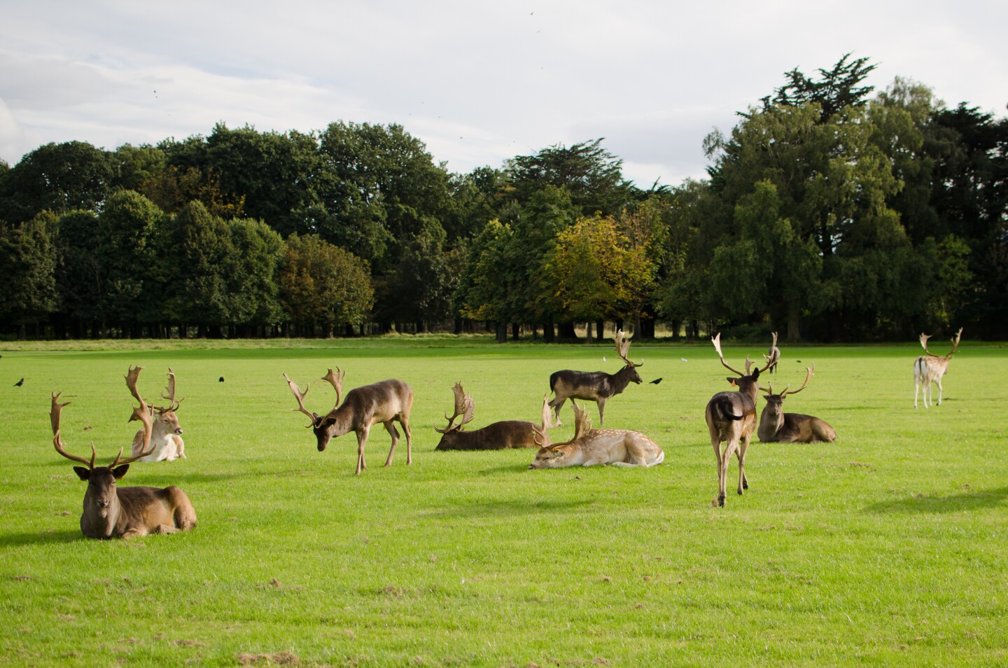 <a>Phoenix Park started life as a hunting park in the 1660s.</a>
