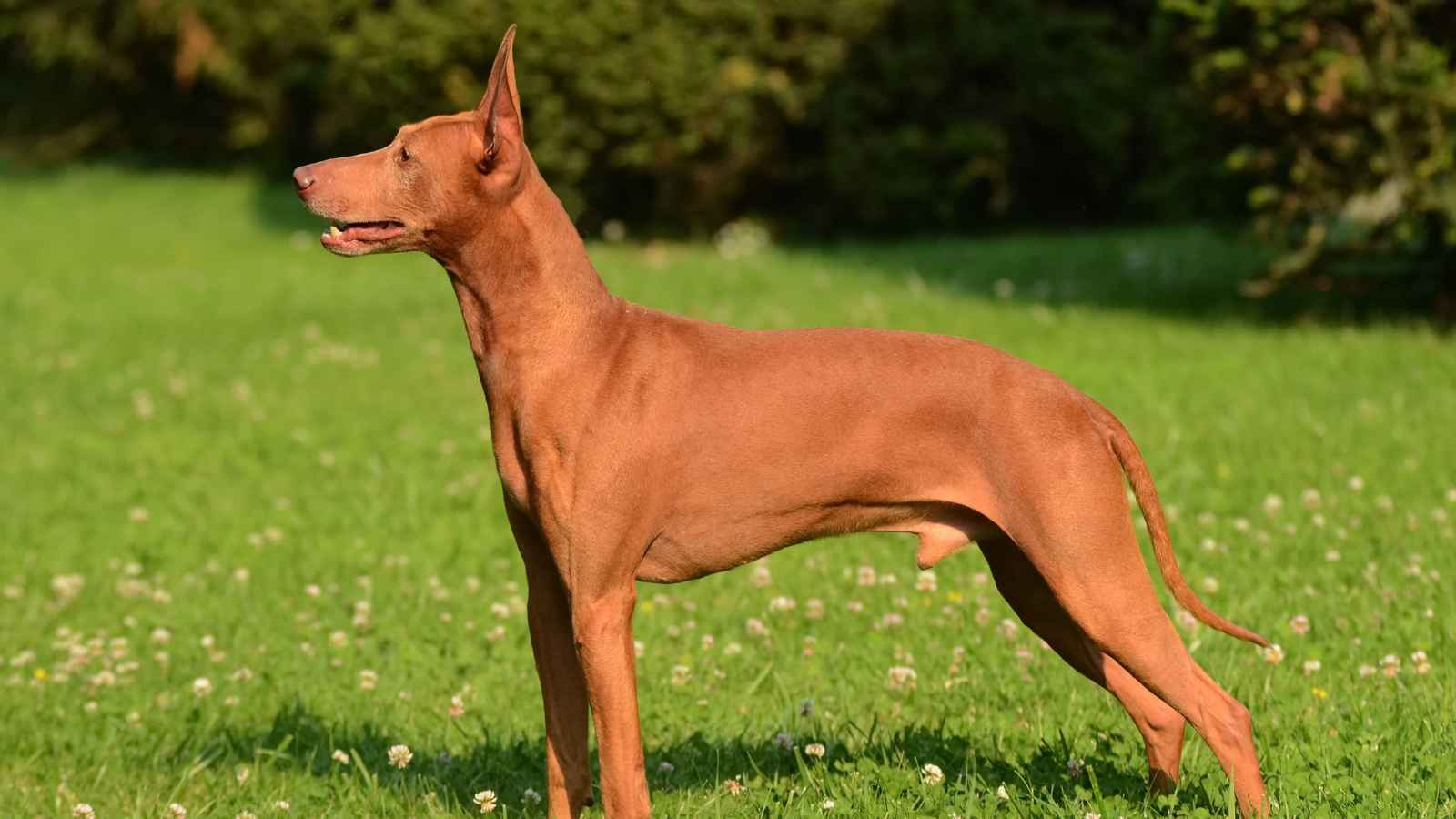 15 Rare Dog Breeds You Never Knew Existed