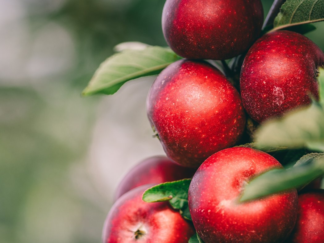 Frühlingsgefühle in der Küche: Dieses Obst und Gemüse hat jetzt Saison