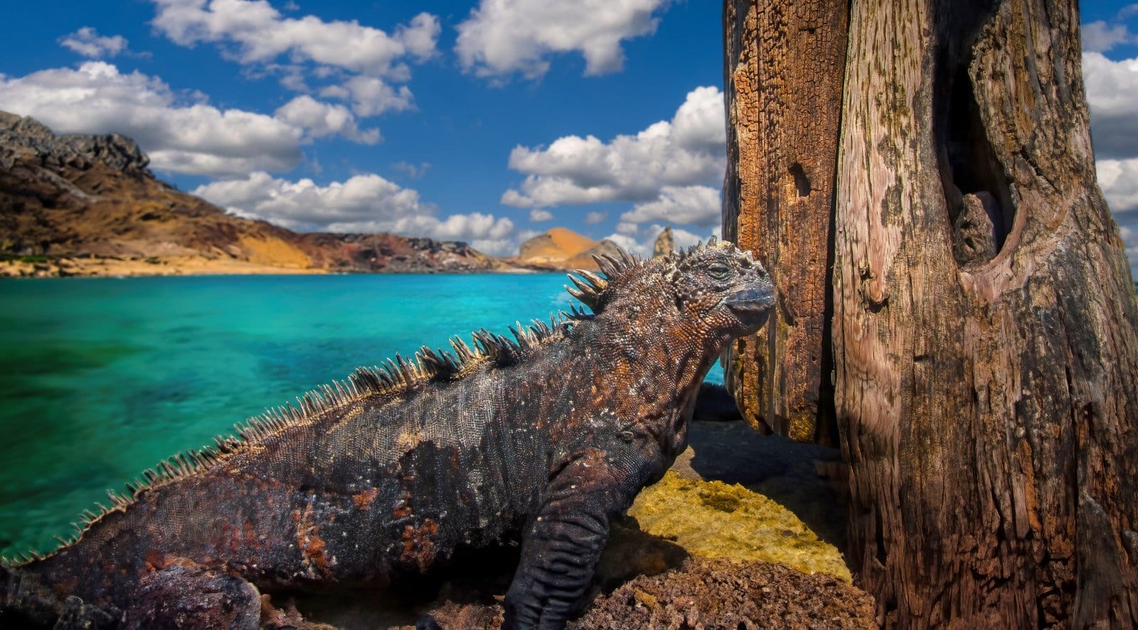 <p><span>The Galápagos Islands, an archipelago of volcanic islands straddling the equator in the Pacific Ocean, are a living museum of evolutionary biology. This UNESCO World Heritage site is home to an array of unique wildlife species, many of which are found nowhere else on Earth. </span></p> <p><span>The islands offer an unparalleled opportunity to observe and study wildlife in an environment relatively untouched by human influence. From giant tortoises and marine iguanas to blue-footed boobies and Darwin’s finches, the Galápagos Islands provide a unique window into the natural world.</span></p> <p><b>Insider’s Tip: </b><span>Snorkeling with playful sea lions is a must-do experience in the Galápagos.</span></p> <p><b>When To Travel: </b><span>Visit from December to May for warmer weather and calmer seas, ideal for snorkeling and diving.</span></p> <p><b>How To Get There: </b><span>Fly to Quito or Guayaquil in Ecuador, followed by a flight to one of the islands’ airports.</span></p>