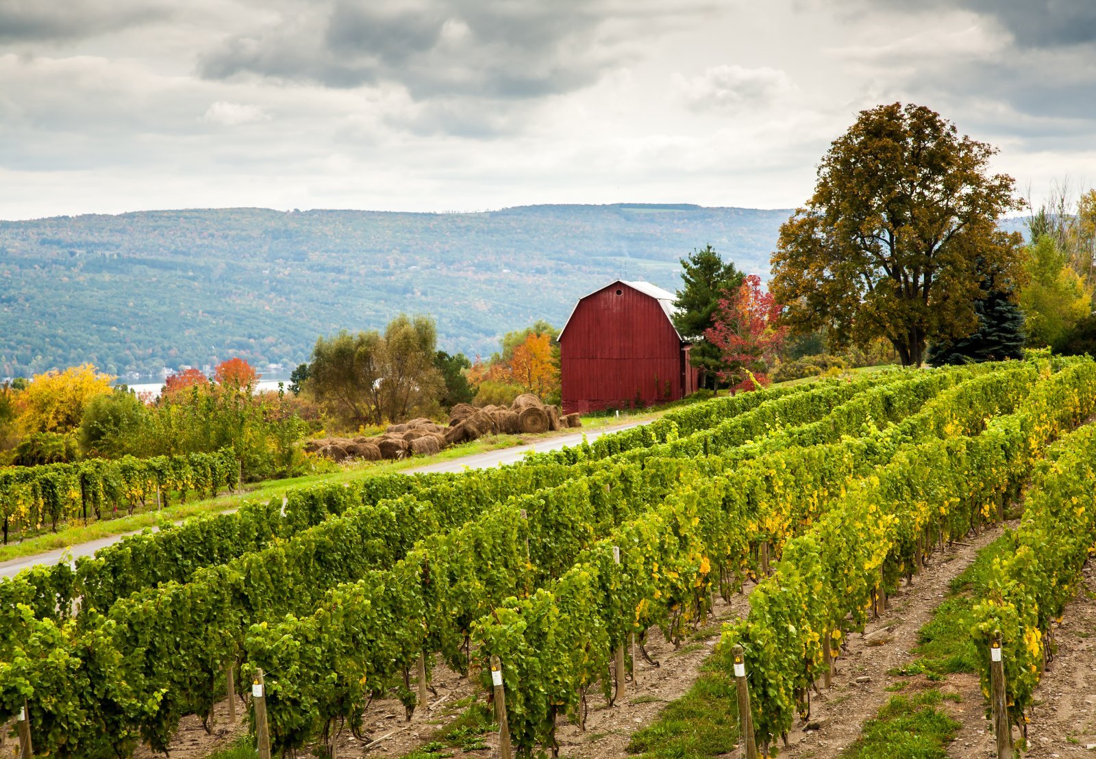 <p><span>The Finger Lakes region in New York State is emerging as a leader in sustainable viticulture in the United States. With its deep glacial lakes and fertile soil, the region is ideal for producing wines, particularly Rieslings and cool-climate varietals. Wineries in the Finger Lakes increasingly adopt sustainable practices, focusing on soil health, water conservation, and biodiversity.</span></p> <p><span>The region’s commitment to sustainability extends to its community involvement and educational initiatives, making it a model for eco-friendly wine production.</span></p> <p><span>The natural beauty of the Finger Lakes, with its rolling hills and picturesque waterways, enhances the wine-tasting experience, making it a must-visit destination for those interested in sustainable winemaking.</span></p> <p><b>Insider’s Tip: </b><span>Explore the local farm-to-table restaurants that often feature wines from the region, enhancing your culinary experience with locally sourced ingredients.</span></p> <p><b>When to Travel: </b>L<span>ate spring to early fall is ideal for visiting, with the added bonus of witnessing the spectacular fall foliage.</span></p> <p><b>How To Get There: </b><span>The Finger Lakes region is about a 4-5 hour drive from New York City or a short flight to Rochester or Syracuse, followed by a scenic drive.</span></p>