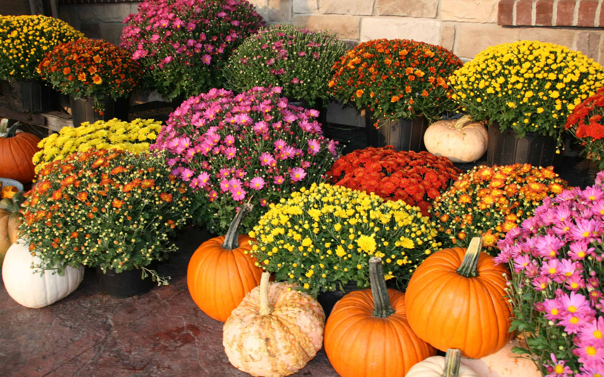 The 18 Best Perennial Mums That Return Every Year
