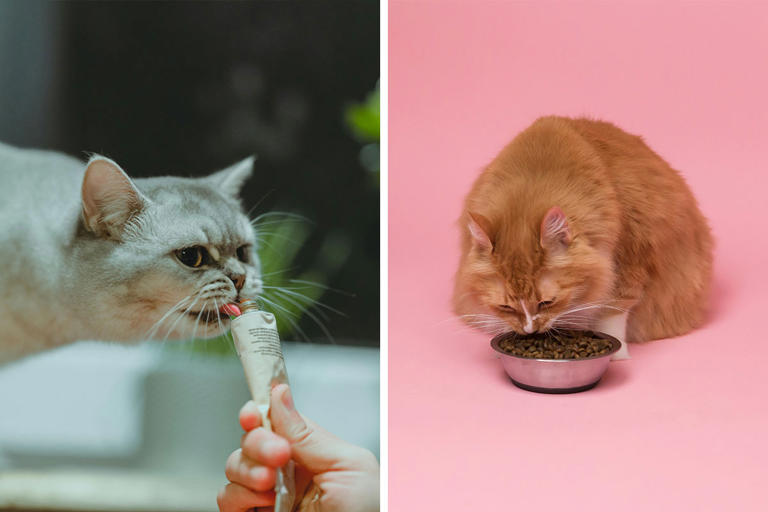 Switching Cat Food: How to Transition Correctly