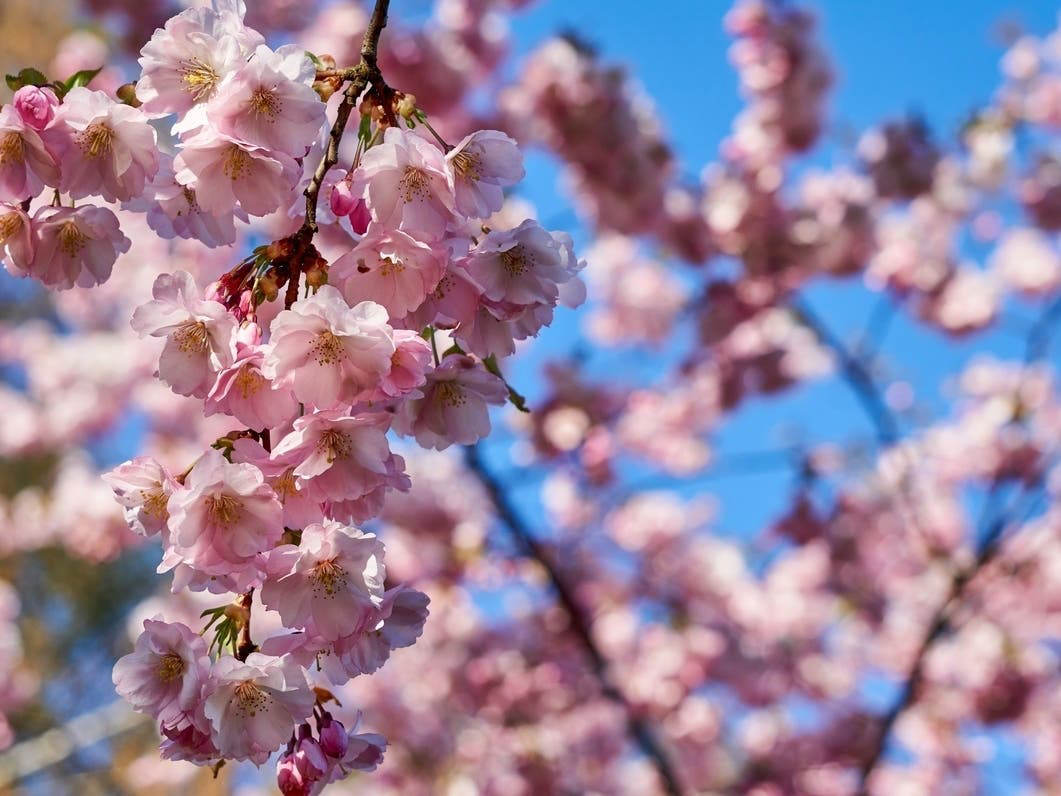 Essex County Cherry Blossom Festival 2024 Schedule Of Events
