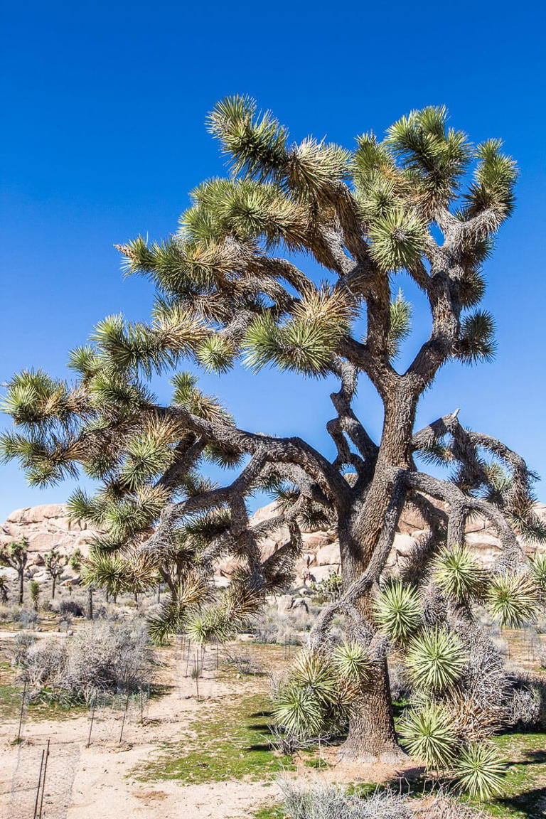 The #1 Grand Canyon To Joshua Tree National Park Itinerary