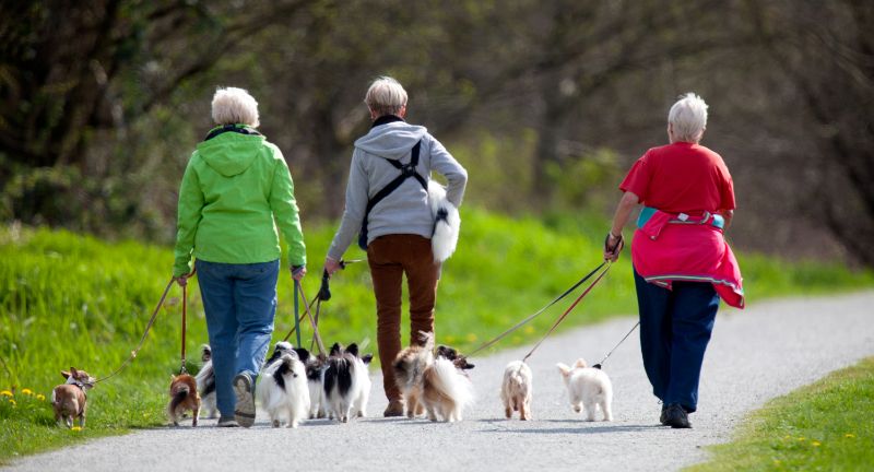 <p>Being a dog walker provides a wonderful opportunity to combine exercise with earning income, as daily walks offer both the dog and the walker considerable health benefits. It’s a fun way to explore the neighborhood, enjoy the outdoors, and meet fellow dog lovers, fostering a sense of community and companionship. Additionally, the job’s flexibility allows seniors to choose their walking schedules, making it an ideal part-time job that fits seamlessly into their lifestyle.</p>