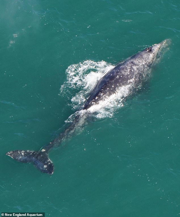 Rare gray whale previously extinct from the Atlantic for more than 200