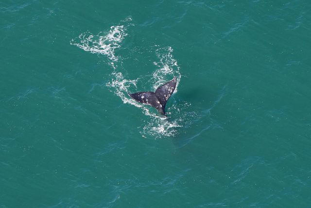 Gray Whale Extinct in the Atlantic for 200 Years Seen Near Nantucket