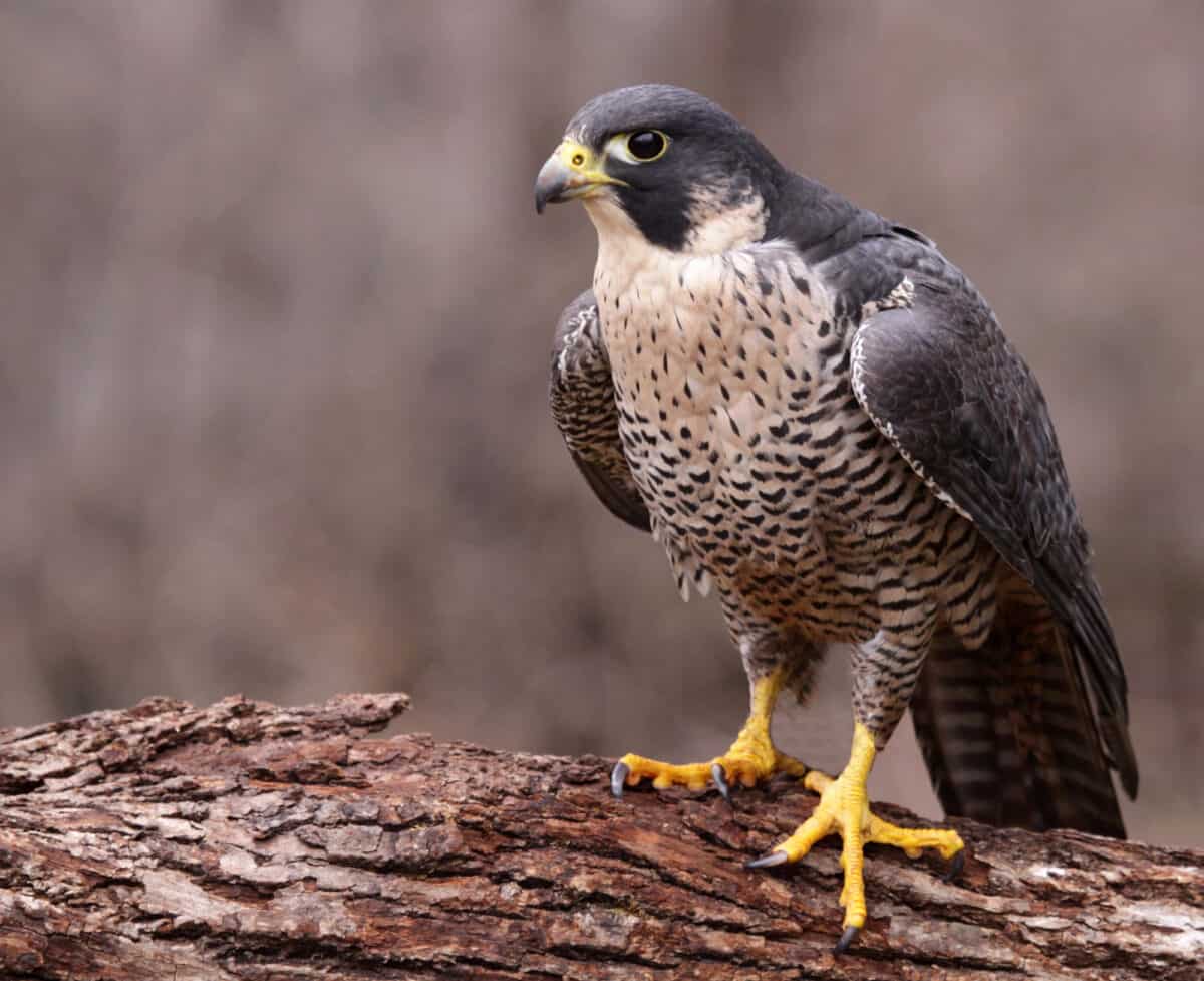 <p>A 1964 survey reported that peregrine falcons didn’t inhabit even a single cliff in the east of America. Egg and nestling collection, DDT use, and intentional shooting ensured that around 10% to 20% of the historical population remained alive by 1970. </p> <p>The protection practices for peregrine falcons under the Endangered Species Act included captive breeding, protection from humans, and enhancing critical breeding and wintering habitat. Thanks to these practices, the number of peregrines increased to about 3,000 in North America.</p>