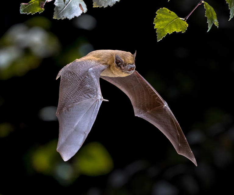 How to attract bats into your backyard