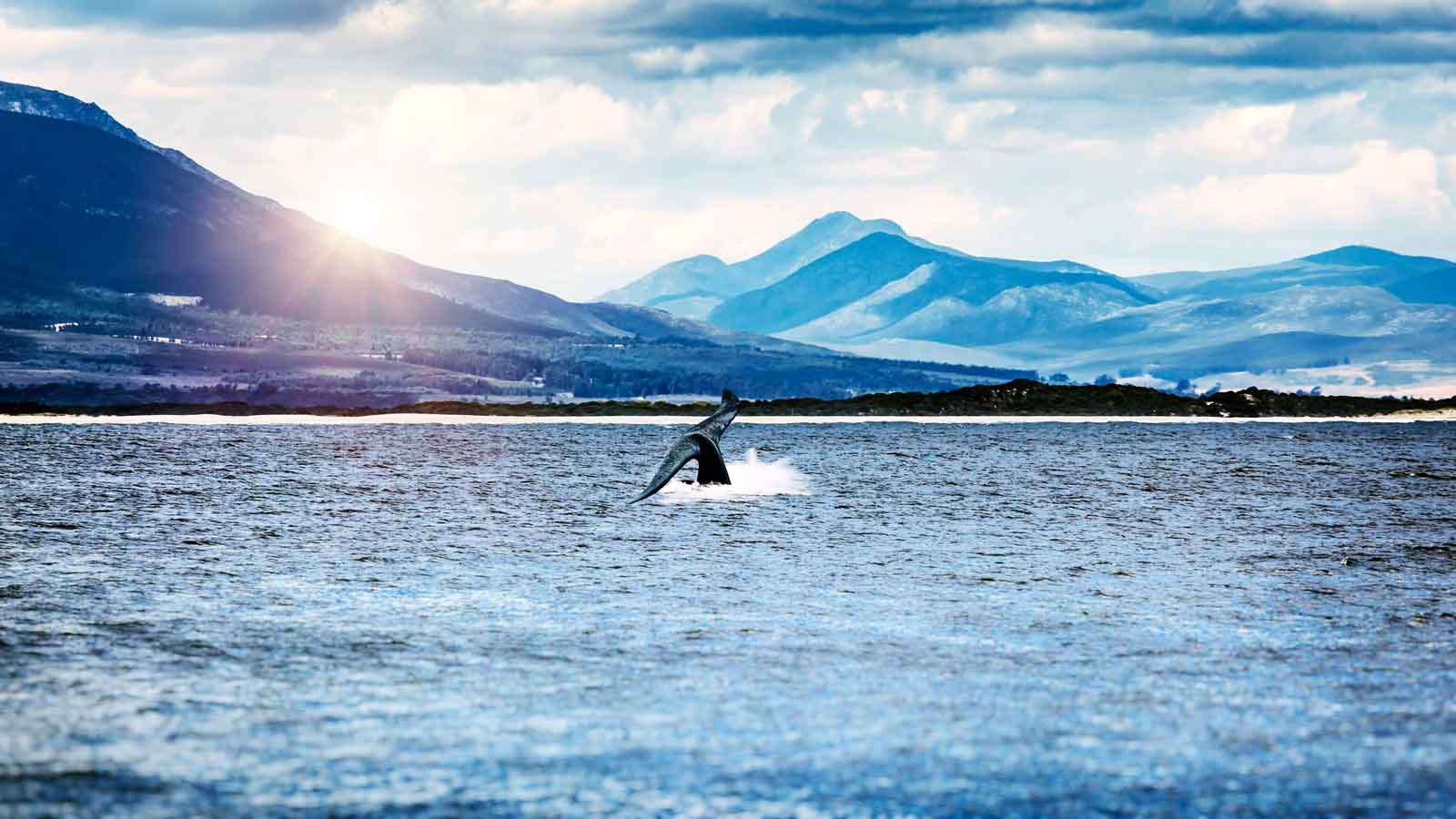 <p>Hermanus is a bustling coastal town with long coastal boardwalks where people often catch glimpses of the whales that swim past. Get up close and personal with these gentle giants on a whale-watching tour boat in Hermanus.</p>