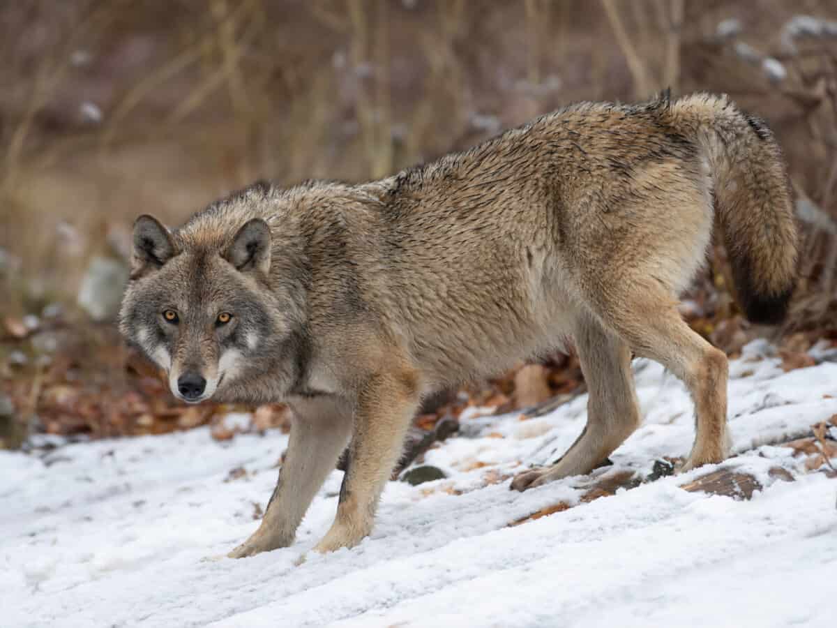 <p>Due to poisoning and trapping by government agents, farmers, and ranchers, the number of gray wolves plummeted to a few hundred by the mid-20th century.</p> <p>Because of the protections offered by the Endangered Species Act, over 6,000 gray wolves inhabit the lower 48 North American states. Gray wolf restoration has resulted from habitat restoration, public education, and the introduction of wolves to various regions.</p>