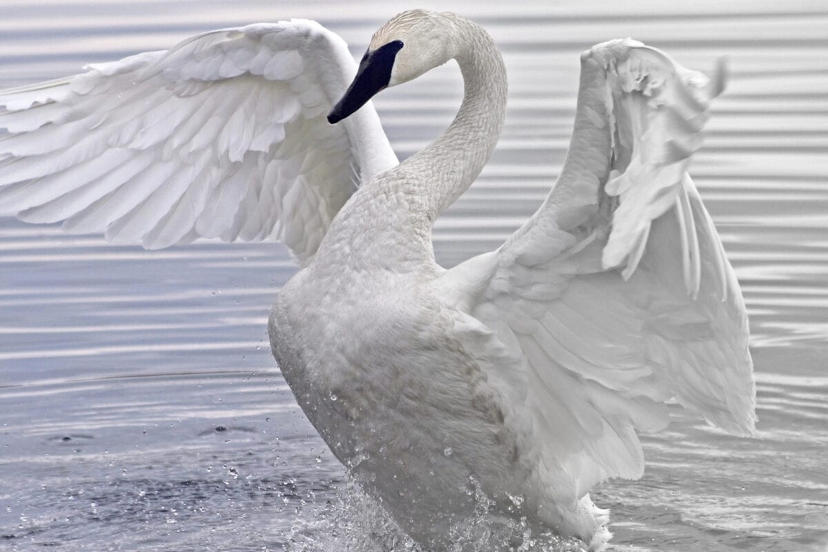<p>The largest native waterfowl species in North America, the trumpeter swan population declined rapidly, with civilization expanding to the west and markets demanding long feathers for manufacturing fashionable hats and writing quills. In addition, these birds are more sensitive to lead poisoning, which is consumed via lead shots.</p> <p>In the 1930s, less than 100 trumpeter swans were found. The species recovered in the Northwestern parts due to aggressive conservation efforts, such as protection from habitat disturbance and hunting.</p>