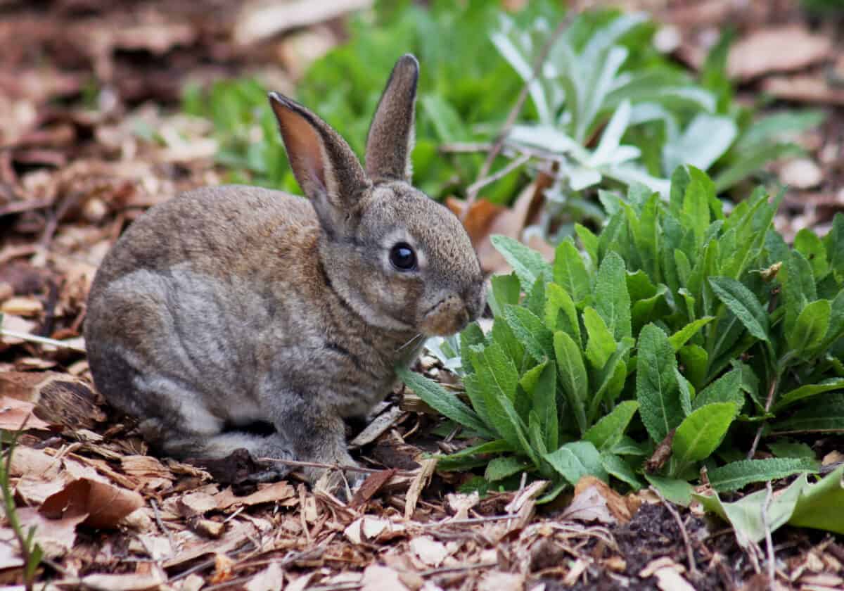 <p>In the early 1960s, the New England Cottontail was common across New England and New York. However, as young forests with thick undergrowth matured into closed-canopy forests, the population of the New England cottontail shrunk drastically. In 2006, it was reported that the rabbits occupied merely 14% of its historic population. Therefore, these creatures were listed as candidates for protection under the Endangered Species Act. </p> <p>With the help of funding from the State Wildlife Grants, states took proactive actions to reverse the decline of the cottontail. They restored the second-growth forest habitat that New England cottontails need to thrive. In 2015, the U.S. Fish and Wildlife Service stated that the New England cottontail was no longer endangered.</p>