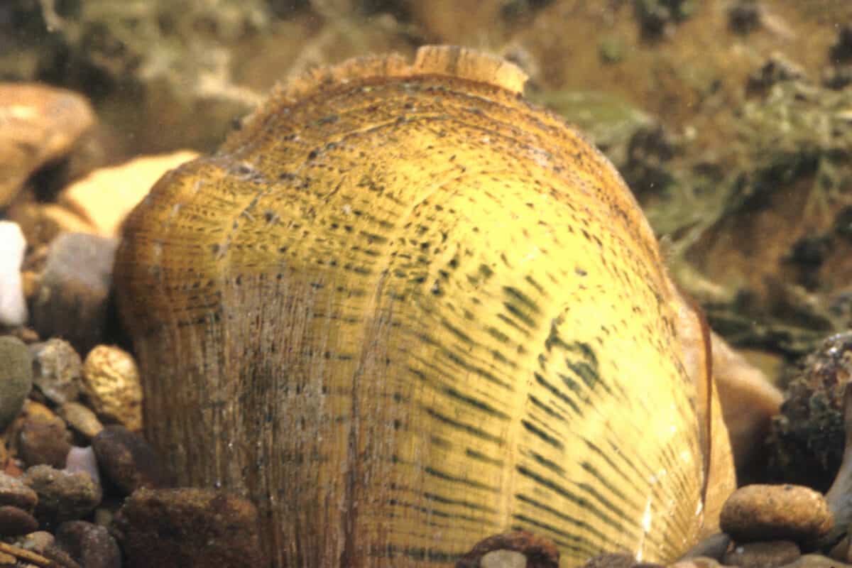 <p>Historically, the Licking River in Kentucky supported approximately 63 species of freshwater mussels. However, eight of these freshwater mussel species disappeared from the river because of stream degradation by dams and agricultural runoff.</p> <p>Thanks to the conservation efforts, mainly captive breeding and reintroduction, six extirpated mussel species returned to the river, restoring them to 96% of historical mussel diversity in North America.</p>