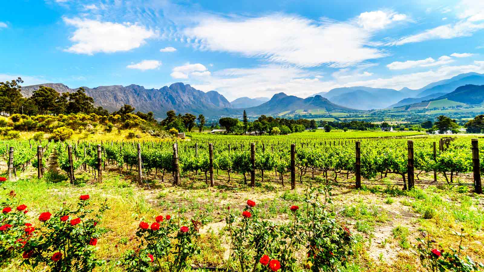<p>Step into another part of the world when visiting Franschhoek in the Western Cape. This gorgeous town has tree-lined streets, incredible mountain views, and a delectable culinary scene. </p>