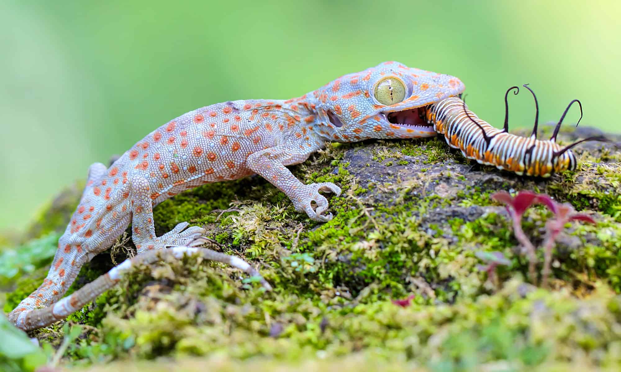 The Top 10 Most Recommended Types Of Pet Geckos