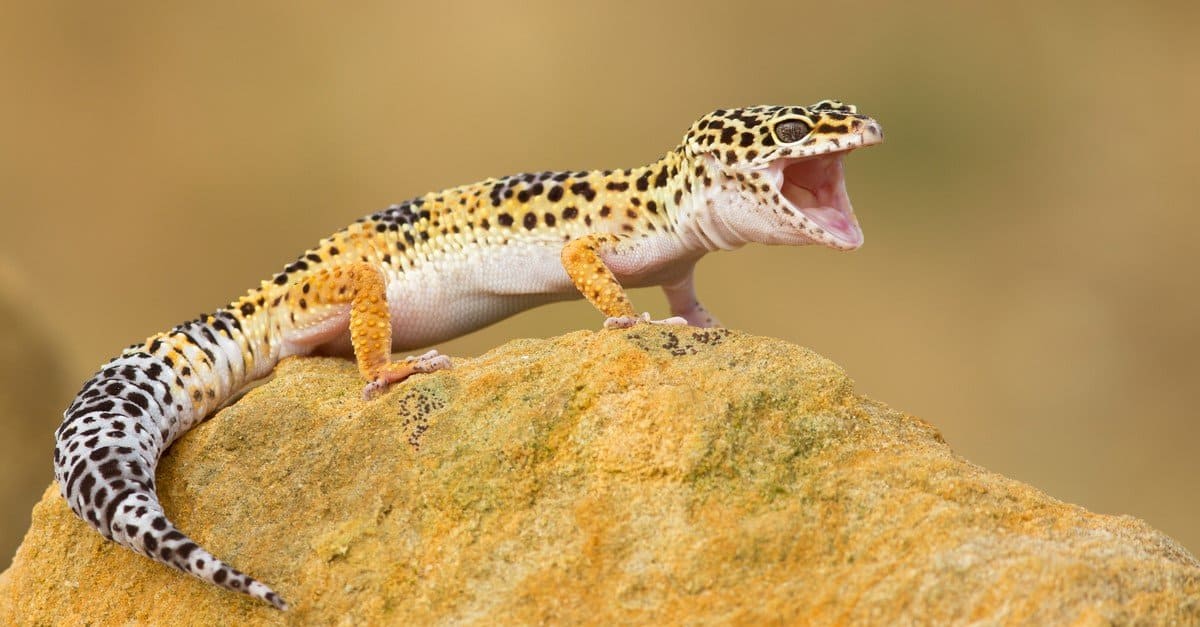 The Top 10 Most Recommended Types of Pet Geckos