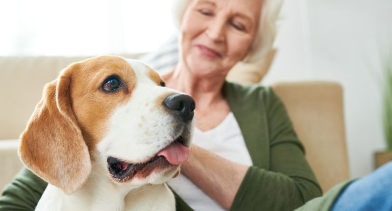 <p>Pet sitting is a delightful part-time job for retirees that love animals, combining their love for animals with a flexible job. It’s not only a great way to stay active but also to form special bonds with pets, offering companionship. Plus, it’s a stress-relieving activity that brings joy and fun into their daily routine.</p>