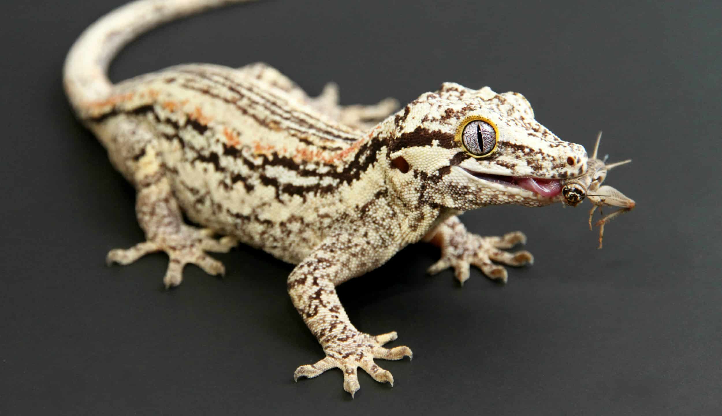 The Top 10 Most Recommended Types of Pet Geckos